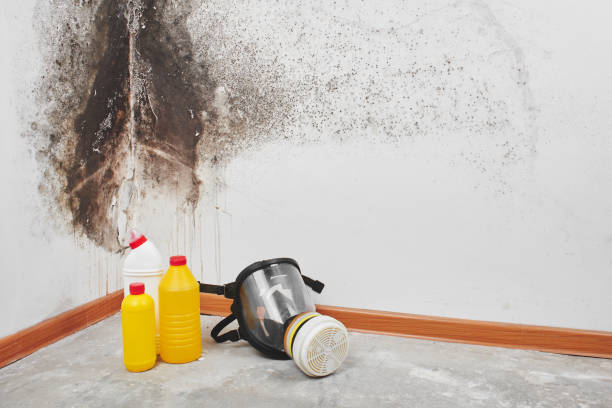 Best Mold Testing and Removal  in East Point, GA