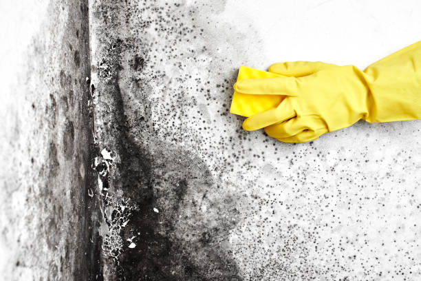 Best Mold Damage Repair  in East Point, GA