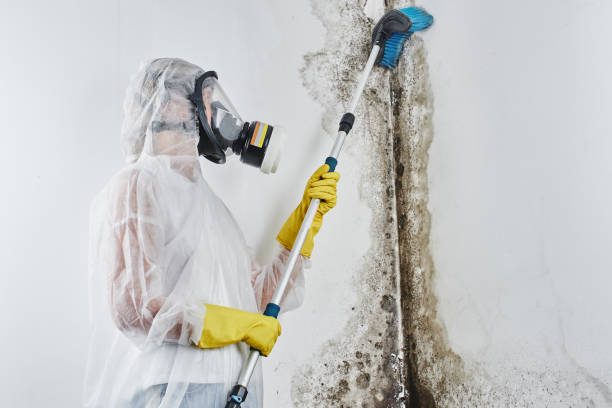 Office Mold Removal Services in East Point, GA