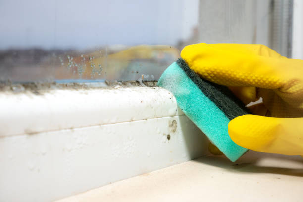 Best Toxic Mold Removal  in East Point, GA