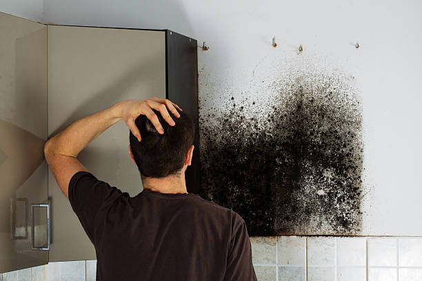 Trusted East Point, GA Mold Removal Experts