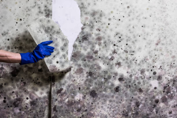 Best Mold Removal Specialists  in East Point, GA