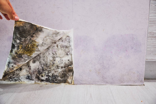 Best Office Mold Removal Services  in East Point, GA